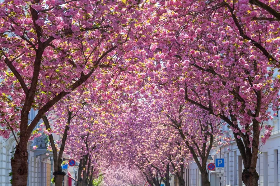  Blossom Avenue is famous for its highly concentrated cherry blossom trees.