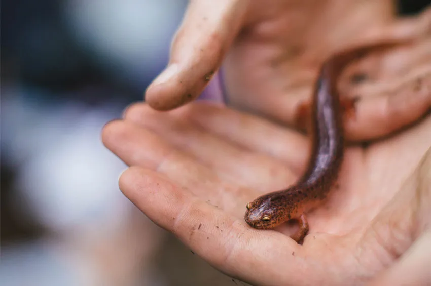 Casey Deck ’24 studies light pollution’s impact on amphibians.