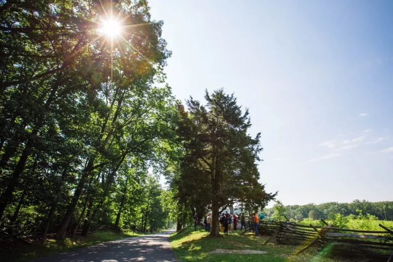 Sunlit forest path
