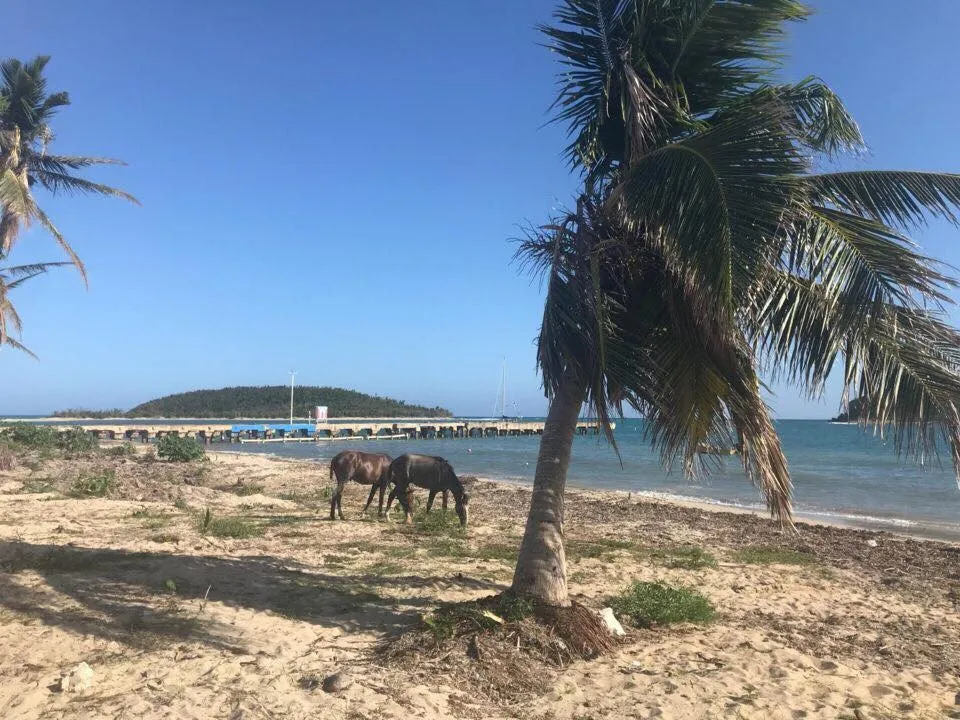 A pair of horses on the beach in Puerto Rico.