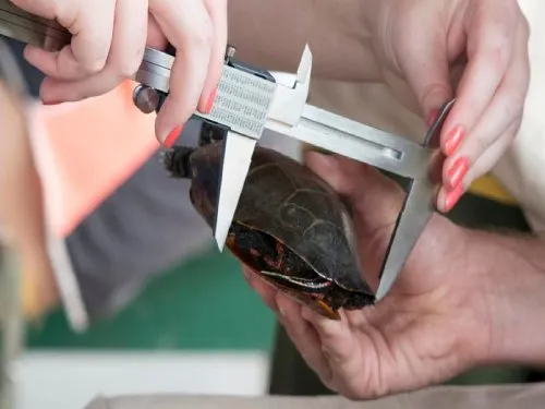 measure turtle shell
