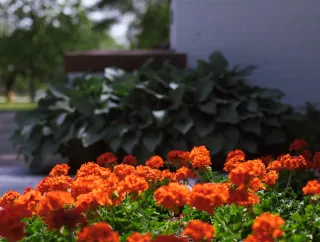 Orange flowers blooming beside a campus walkway.