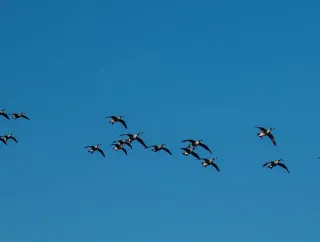 A flock of geese flying in the sky.