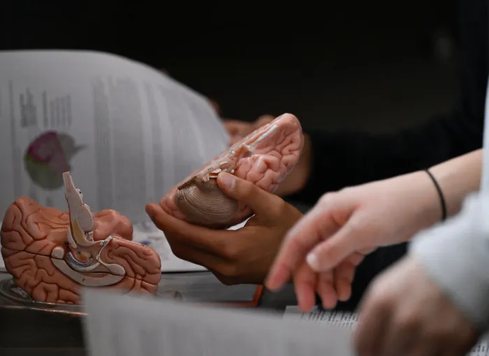 handling models of the brain
