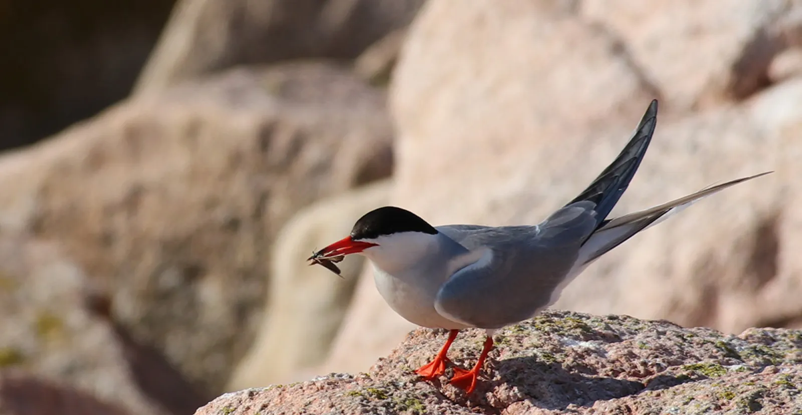 A common tern carries a moth on Petit Manan Island